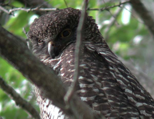 Powerful Owl | Ninox strenua photo