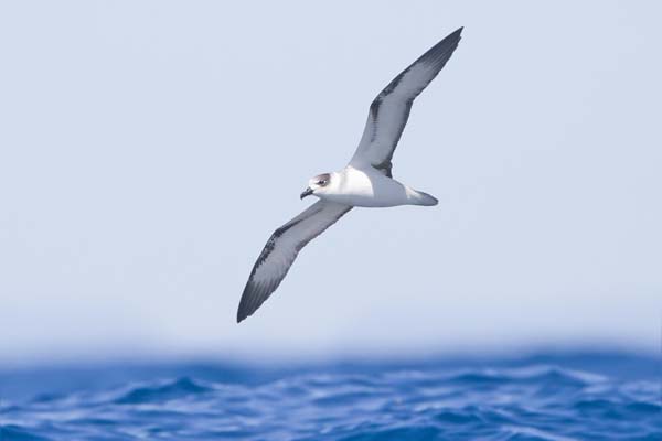 White-necked Petrel | Pterodroma cervicalis photo