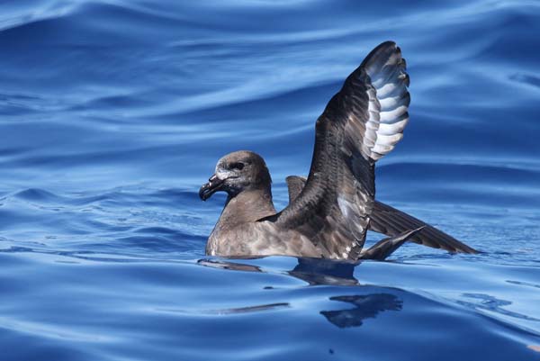 Providence Petrel | Pterodroma solandri photo