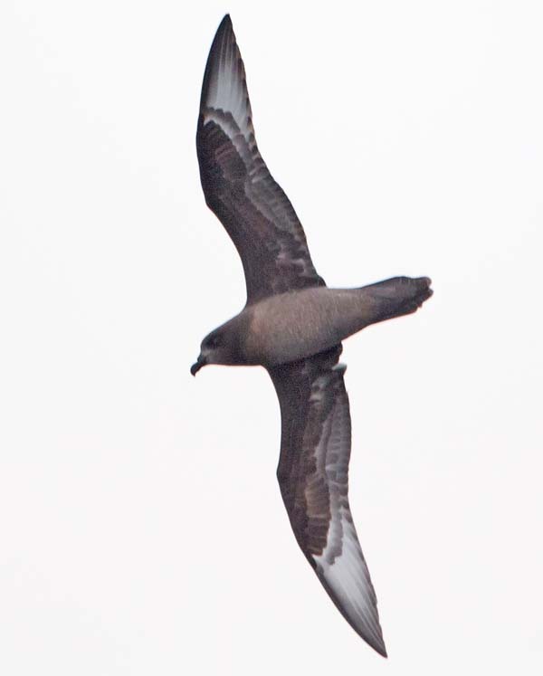 Providence Petrel | Pterodroma solandri photo