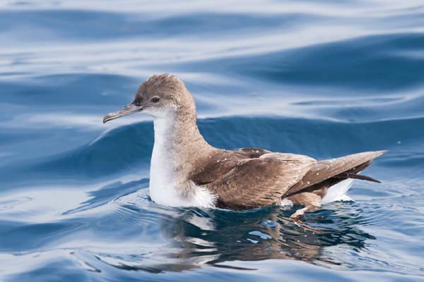 Fluttering Shearwater | Puffinus gavia photo