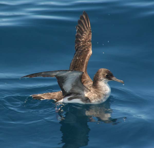 Fluttering Shearwater | Puffinus gavia photo