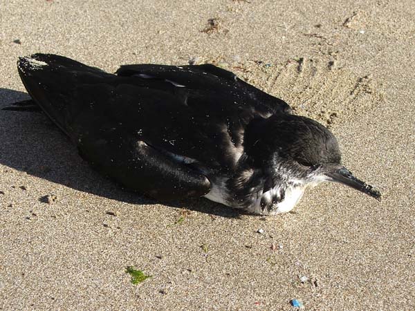 Manx Shearwater | Puffinus puffinus photo