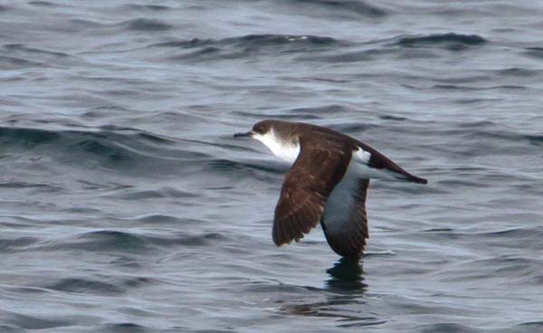 Manx Shearwater | Puffinus puffinus photo