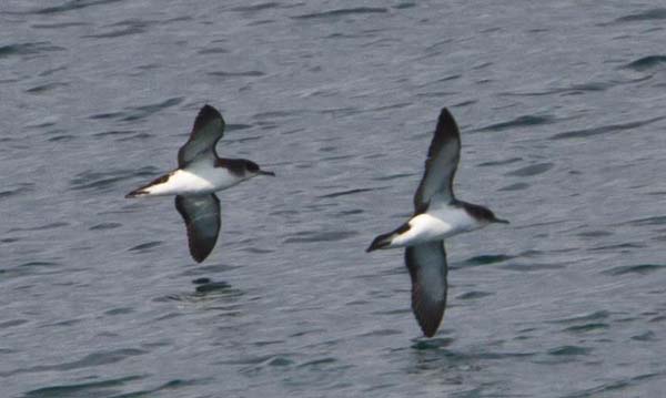 Manx Shearwater | Puffinus puffinus photo