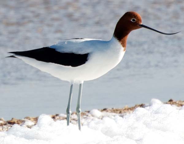 Red-necked Avocet | Recurvirostra novaehollandiae photo