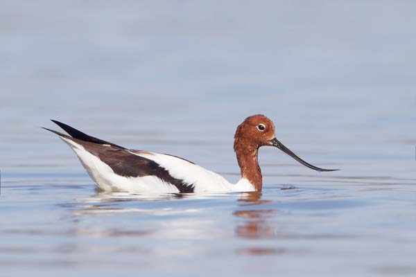 Red-necked Avocet | Recurvirostra novaehollandiae photo