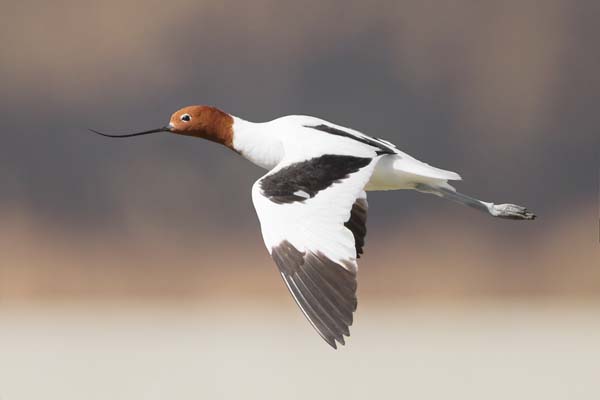 Red-necked Avocet | Recurvirostra novaehollandiae photo