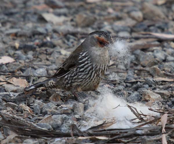 Red-browed Treecreeper | Climacteris erythrops photo