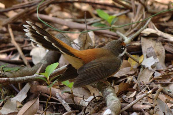 Rufous Fantail | Rhipidura rufifrons photo