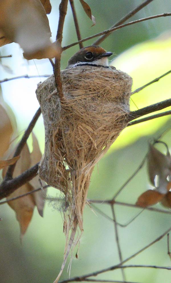 Rufous Fantail | Rhipidura rufifrons photo