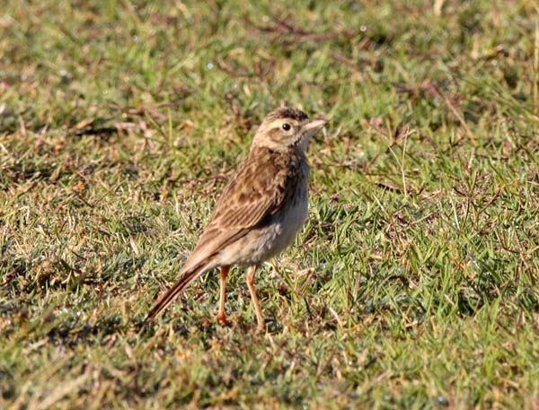 Australasian Pipit | Anthus novaeseelandiae photo