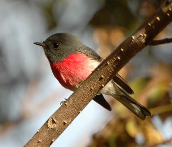 Rose Robin | Petroica rosea photo