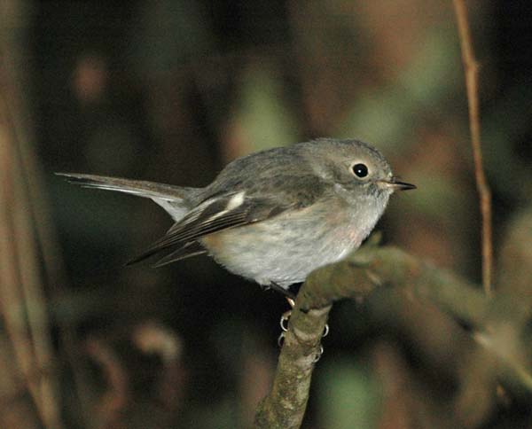 Rose Robin | Petroica rosea photo