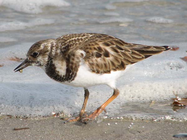 Ruddy Turnstone | Arenaria interpres photo