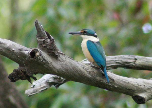 Sacred Kingfisher | Todiramphus sanctus photo