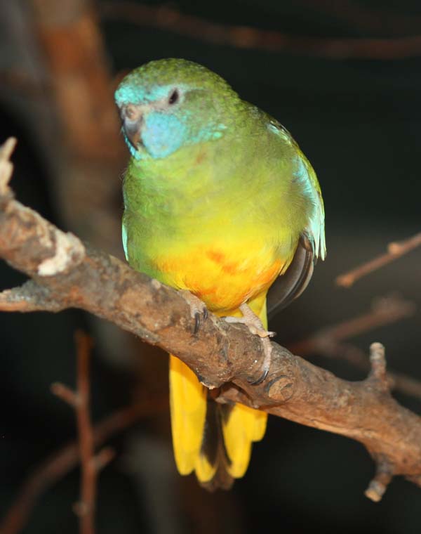 Scarlet-chested Parrot | Neophema splendida photo