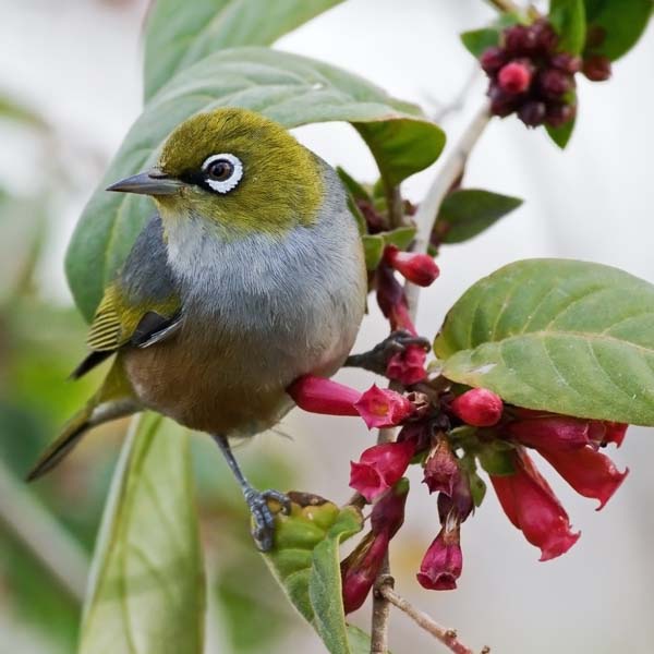 Silvereye | Zosterops lateralis photo