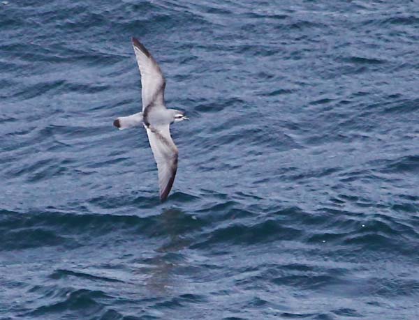 Slender-billed Prion | Pachyptila belcheri photo