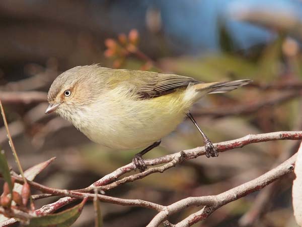 Weebill | Smicrornis brevirostris photo