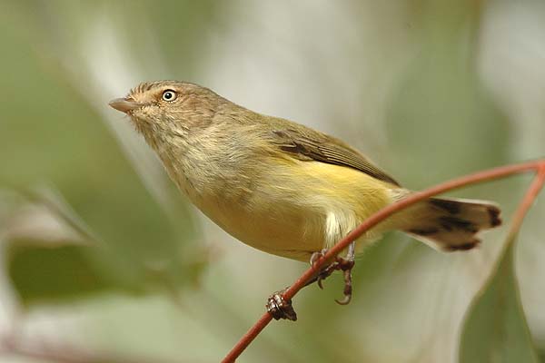 Weebill | Smicrornis brevirostris photo