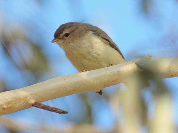 Weebill | Smicrornis brevirostris photo