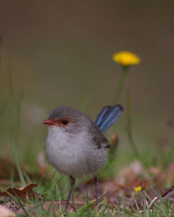 Splendid Fairy-wren | Malurus splendens photo