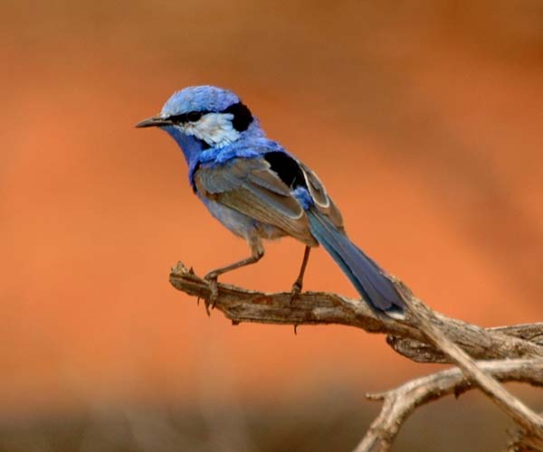 Splendid Fairy-wren | Malurus splendens photo