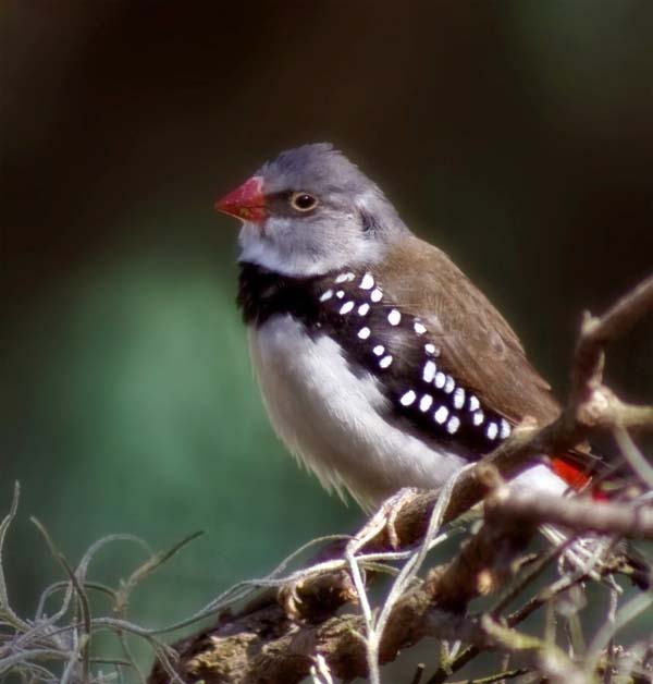 Diamond Firetail | Stagonopleura guttata photo