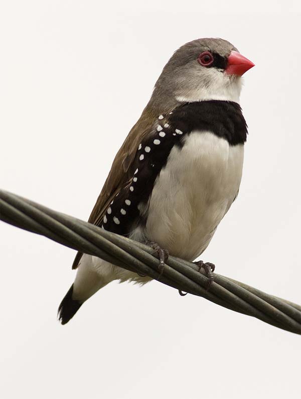 Diamond Firetail | Stagonopleura guttata photo