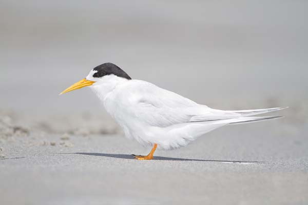 Fairy Tern | Sterna nereis photo