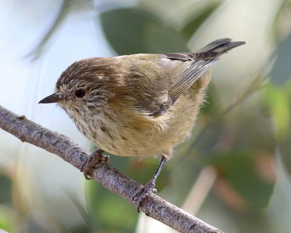 Striated Thornbill | Acanthiza lineata photo