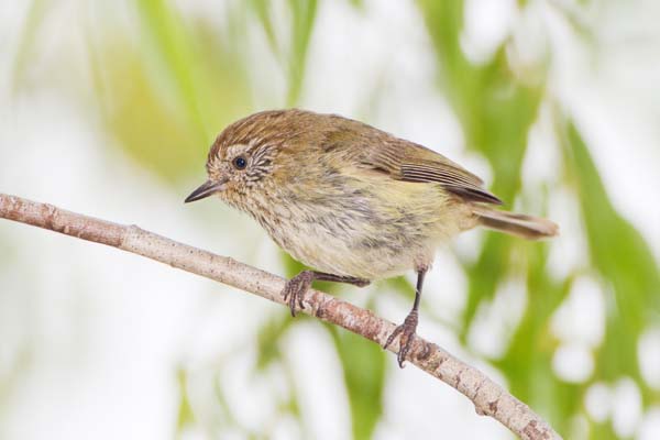 Striated Thornbill | Acanthiza lineata photo