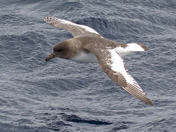 Antarctic Petrel | Thalassoica antarctica photo