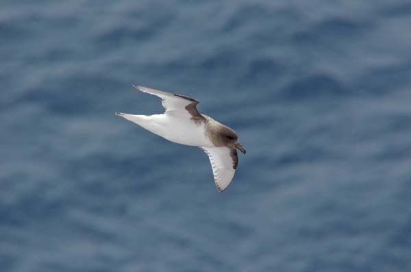 Antarctic Petrel | Thalassoica antarctica photo