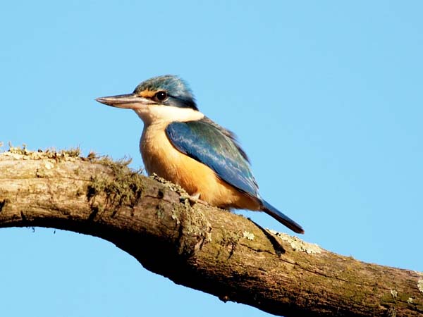 Sacred Kingfisher | Todiramphus sanctus photo