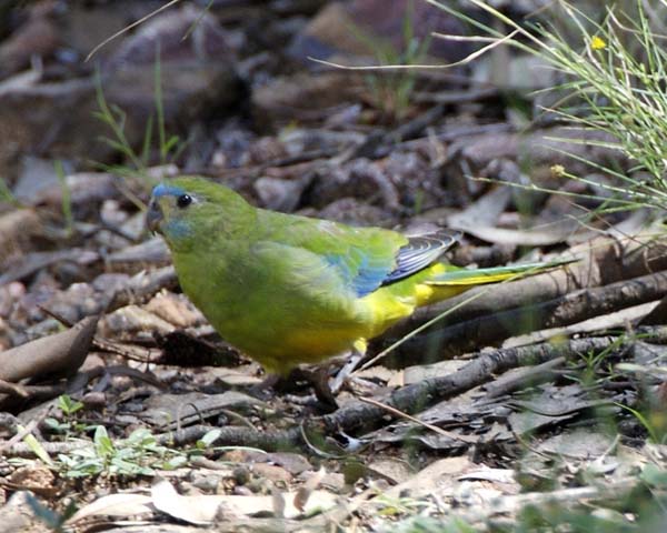 Turquoise Parrot | Neophema pulchella photo
