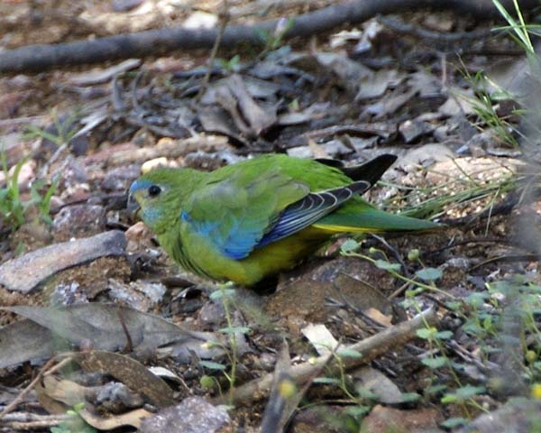 Turquoise Parrot | Neophema pulchella photo