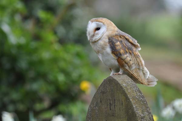 Barn Owl | Tyto alba photo