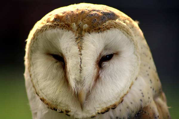 Barn Owl | Tyto alba photo
