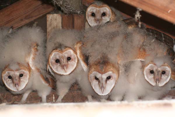 Barn Owl | Tyto alba photo