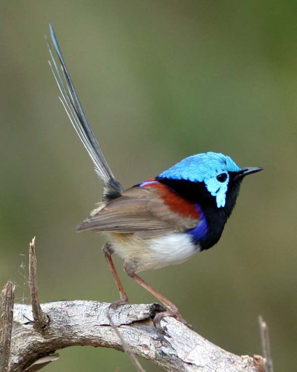 Variegated Fairy-wren | Malurus lamberti photo