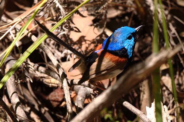 Variegated Fairy-wren | Malurus lamberti photo