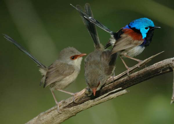 Variegated Fairy-wren | Malurus lamberti photo