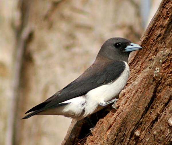 White-breasted Woodswallow | Artamus leucorynchus White-breasted Woodswallow | Artamus leucorynchus photo