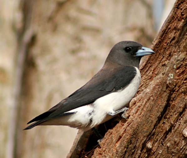 White-breasted Woodswallow | Artamus leucorynchus photo