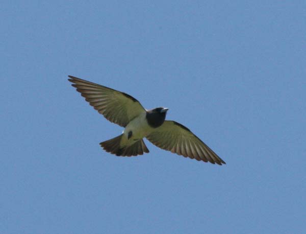 White-breasted Woodswallow | Artamus leucorynchus photo