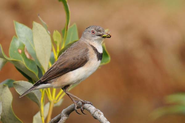 White-fronted Chat | Epthianura albifrons photo