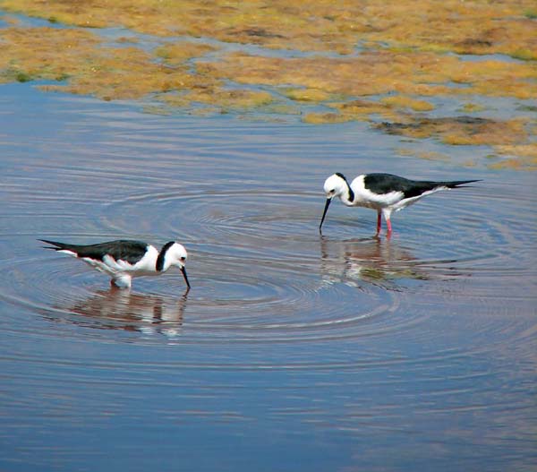 Banded Stilt | Himantopus leucocephalus photo