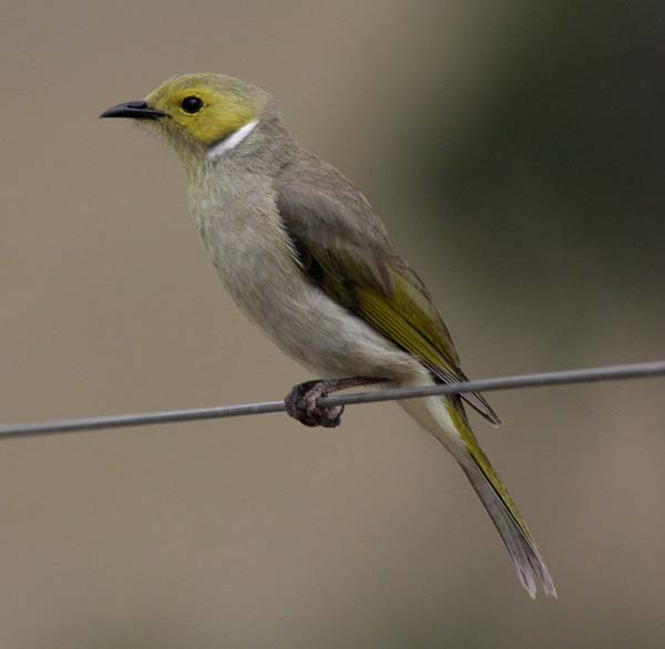 White-plumed Honeyeater | Lichenostomus penicillatus photo